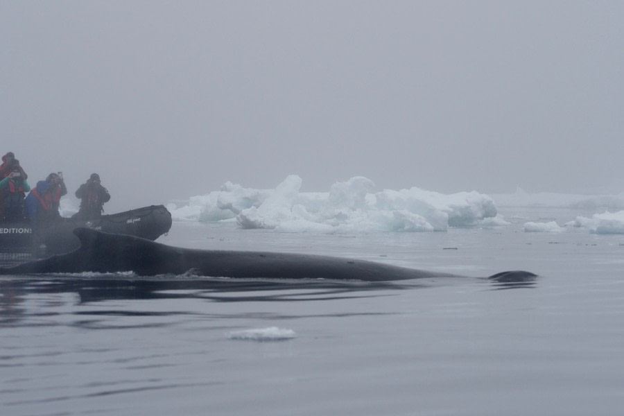 HDS26-19, DAY 04, ZodiacCruise_WeddellSea (3) - Oceanwide Expeditions.jpg