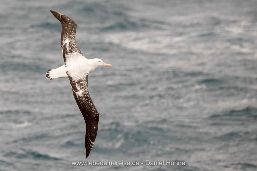 PLA27-20, DAY 03, Dniel Hoehne -Oceanwide Expeditions.jpg