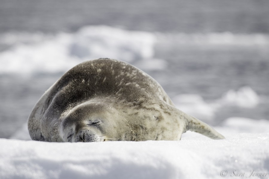 HDS26-19, DAY 07, Weddell Seal-2 - Oceanwide Expeditions.jpg