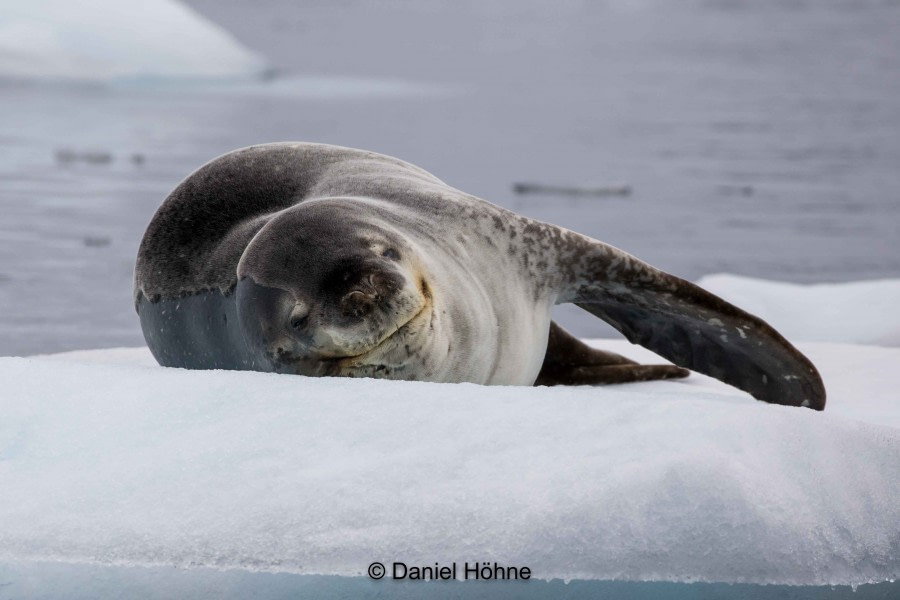 PLA27-20, DAY 06, 5D2A0256-2-Daniel Hoehne -Oceanwide Expeditions.jpg