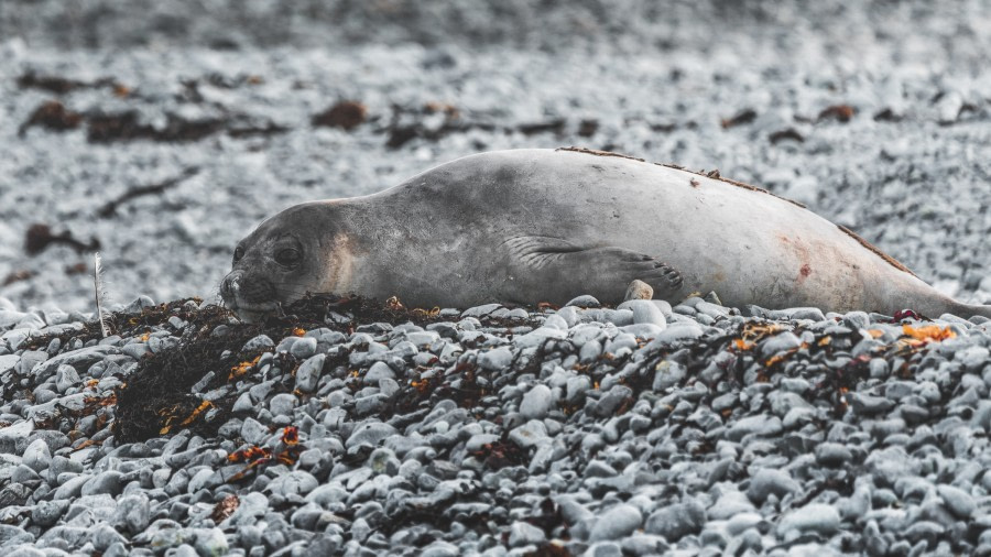 HDS26-19, DAY 03, Robert_Point5 - Oceanwide Expeditions.jpg