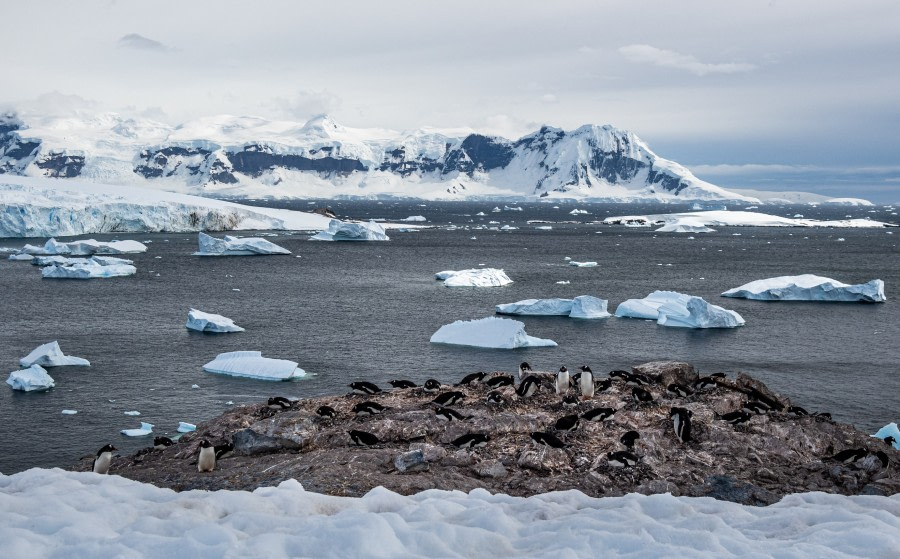 Cuverville Island – Neko Harbour