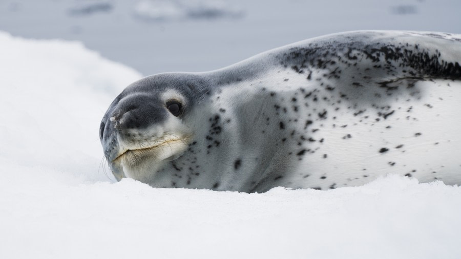 HDS26-19, DAY 04, Leopard_Seal_BrownBluff - Oceanwide Expeditions.jpg