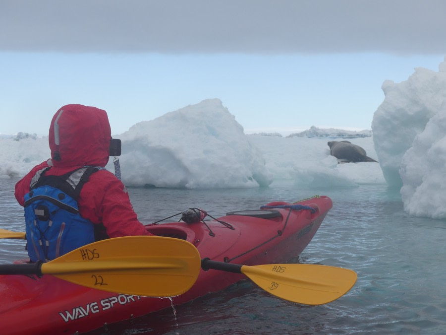 HDS26-19, DAY 04, KAYAK, Anderson_Island (2) - Oceanwide Expeditions.JPG