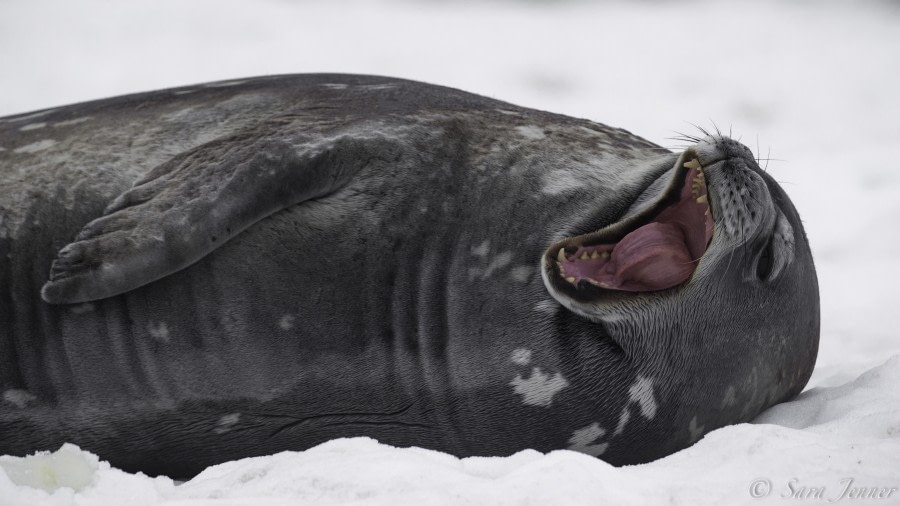 HDS26-19, DAY 05, Weddell Seal - Oceanwide Expeditions.jpg