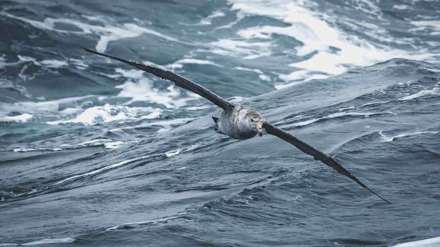 At Sea, Drake Passage