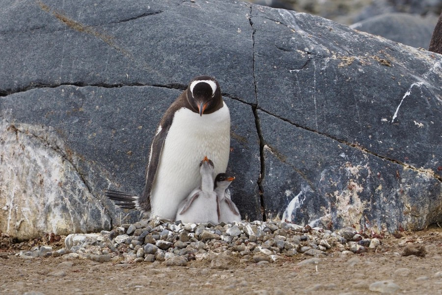 HDS26-19, DAY 04, Gentoo_PEnguin_BrownBluff (2) - Oceanwide Expeditions.jpg