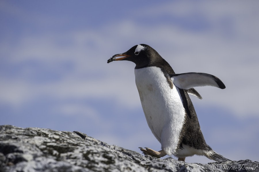 HDS26-19, DAY 07, Gentoo 4 - Oceanwide Expeditions.jpg