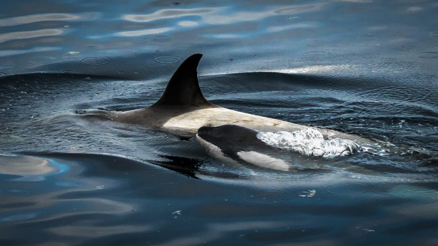 HDS27a-20, DAY 05 Orcas-4325 - Oceanwide Expeditions.jpg