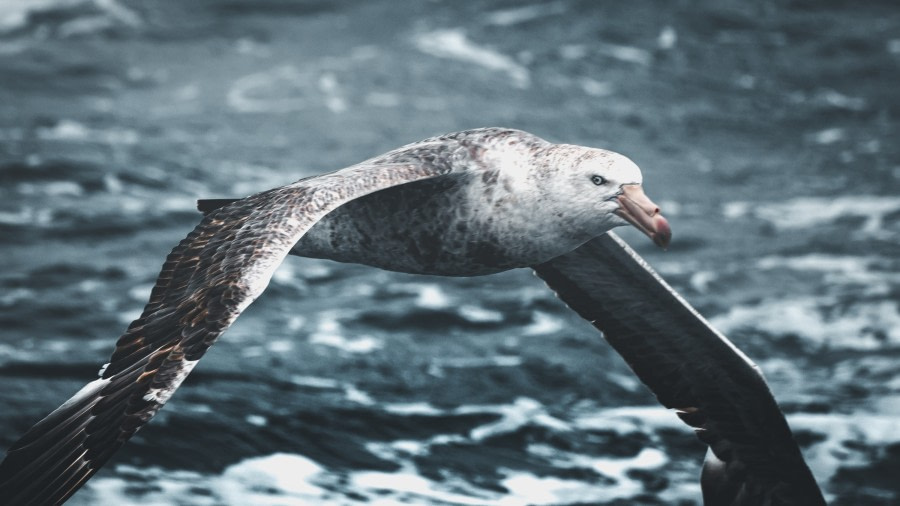 At Sea, Drake Passage