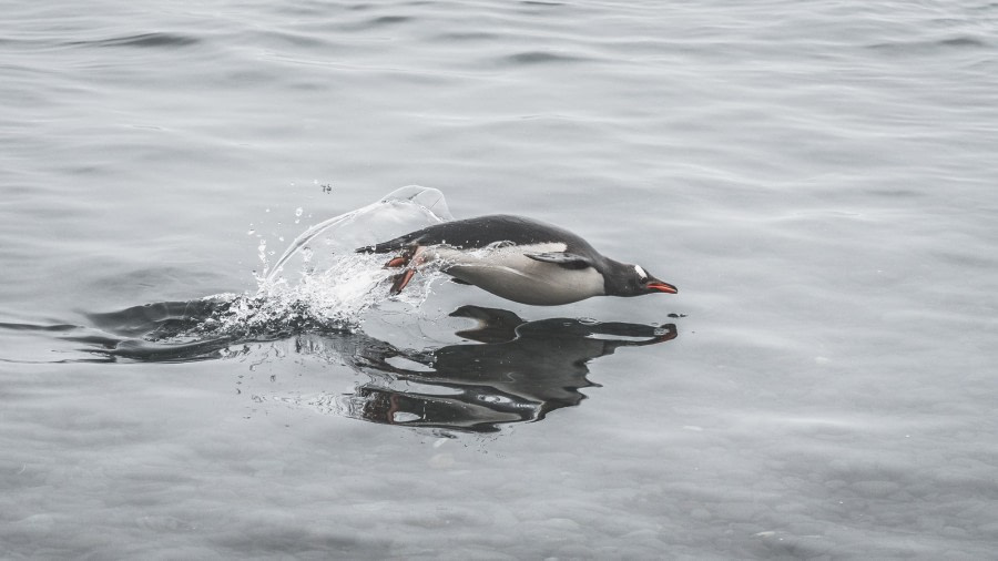 HDS26-19, DAY 04, Gentoo_Penguin_BrownBluff - Oceanwide Expeditions.jpg