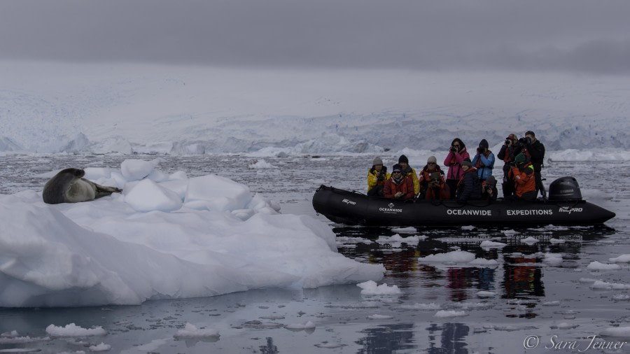 HDS26-19, DAY 06, Weddell Seal 2 - Oceanwide Expeditions.jpg