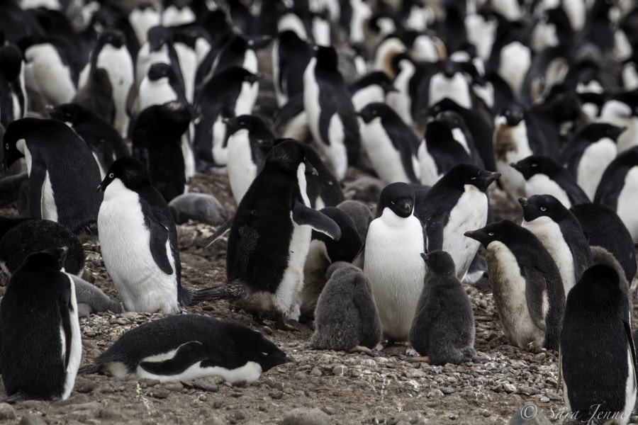 HDS26-19, DAY 04, Adelie_Penguin_4 - Oceanwide Expeditions.jpg