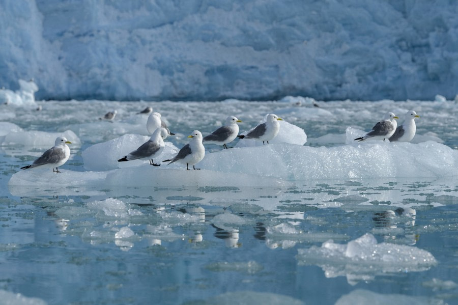 Kittiwakes on ice floes © Olga Lartseva - Oceanwide Expeditions