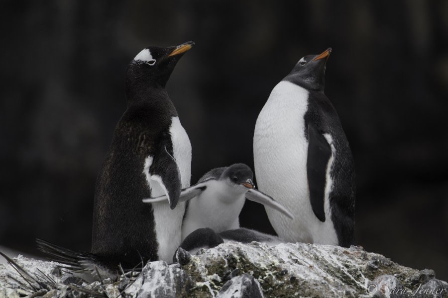 HDS26-19, DAY 04, Gentoo_Penguin_BrownBluff (4) - Oceanwide Expeditions.jpg