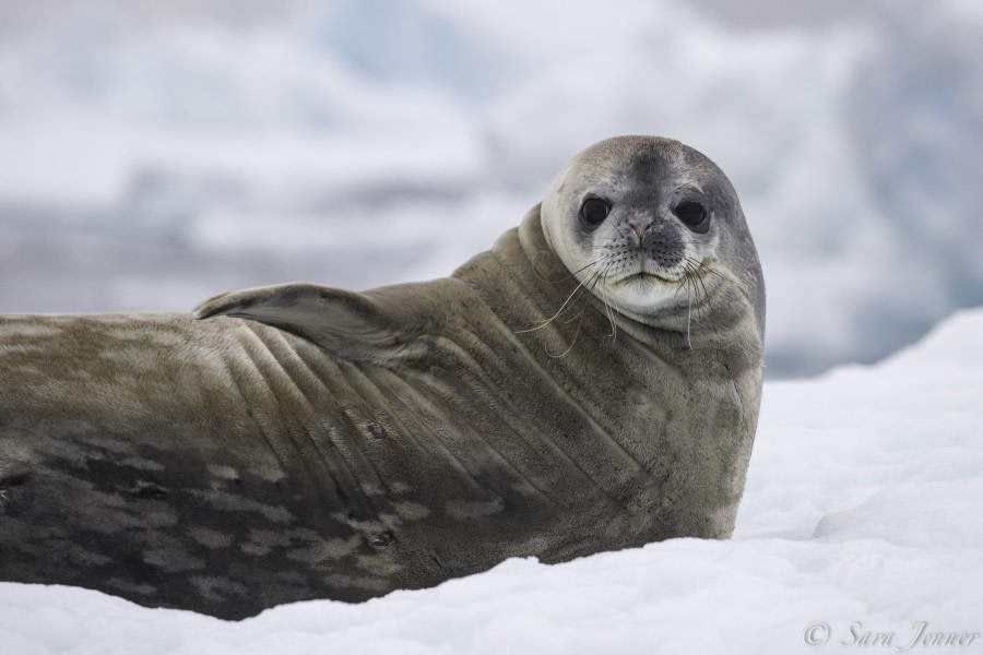 HDS26-19, DAY 04, Weddell Seal - Oceanwide Expeditions.jpg