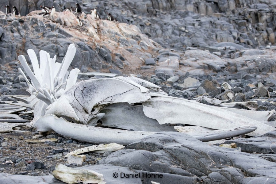 PLA27-20, DAY 05, 5D2A9790-2-Daniel Hoehne -Oceanwide Expeditions.jpg