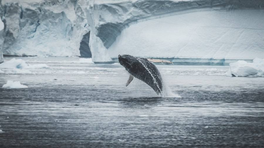 HDS26-19, DAY 06, BreachingWhales_Cuverville - Oceanwide Expeditions.jpg