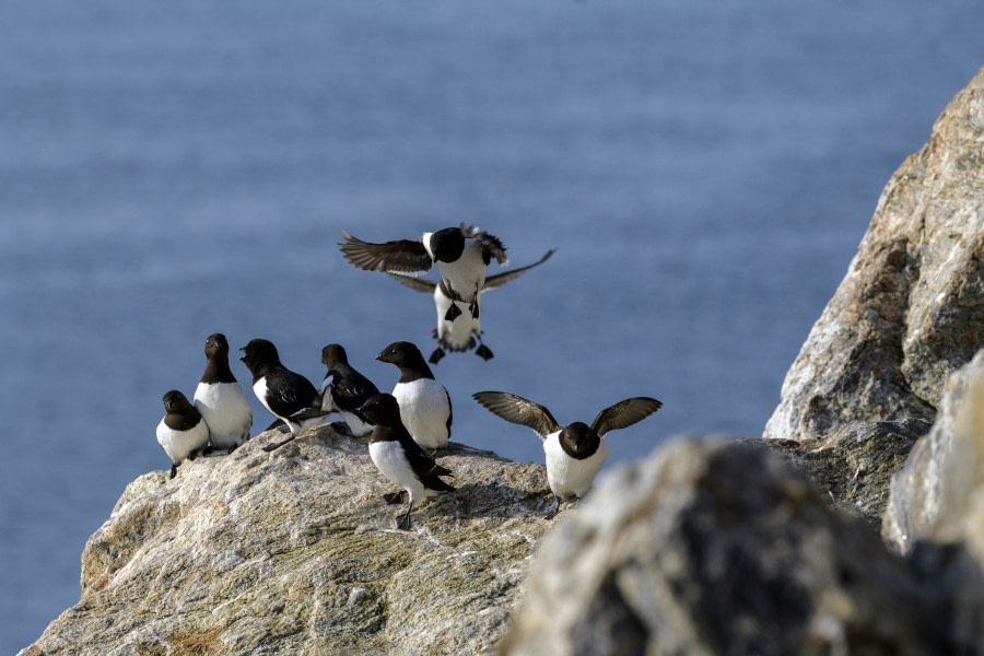 Little auks; birds; wildlife;  (4).jpg