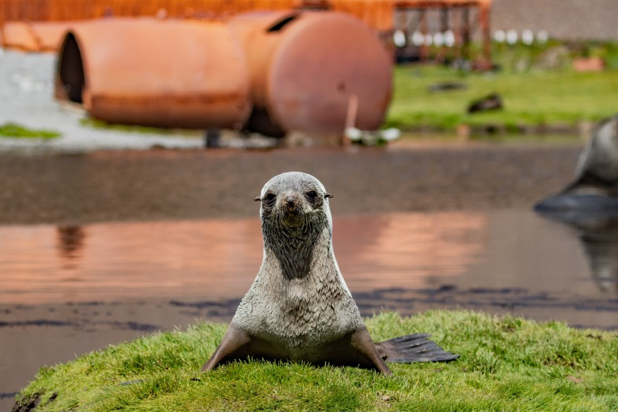 Stromness & Grytviken