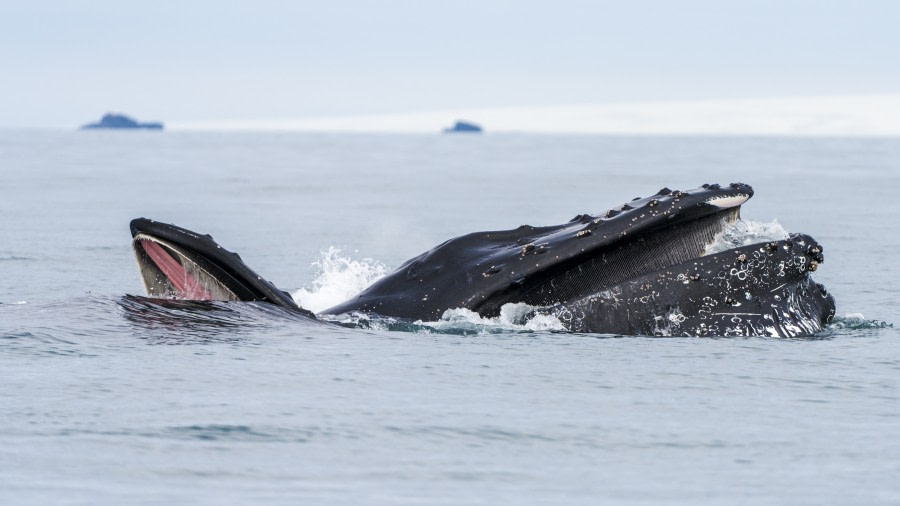 Walker Bay and Whalers Bay