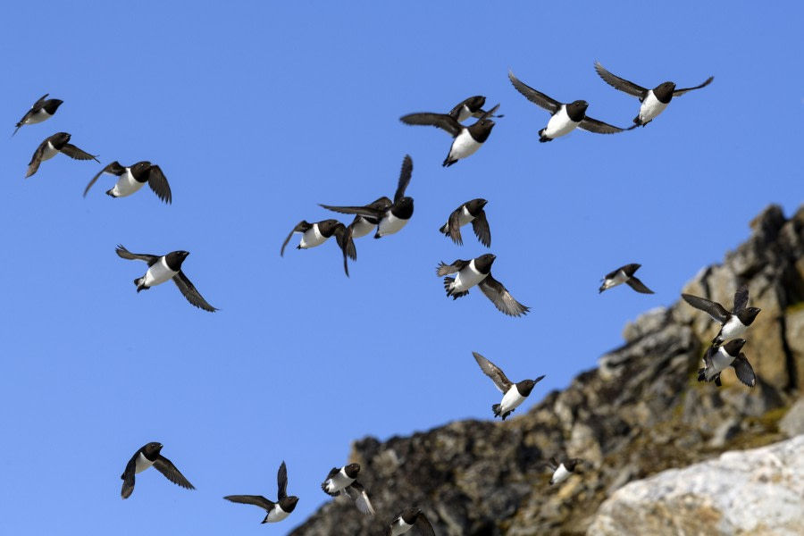 Little auks; birds; wildlife;  (2).jpg