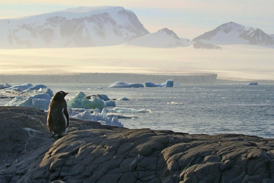 PLA29-20, Day 04, Paulet, Brown Bluff D4_RegisPerdriat  (11) -Oceanwide Expeditions.jpg