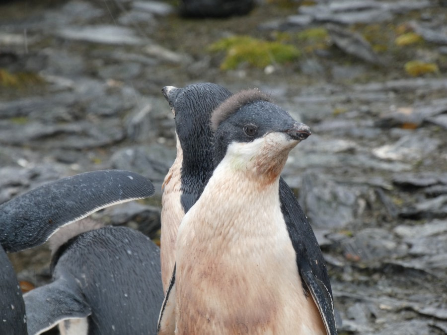 Shingle Cove, South Orkney Islands - Auf See