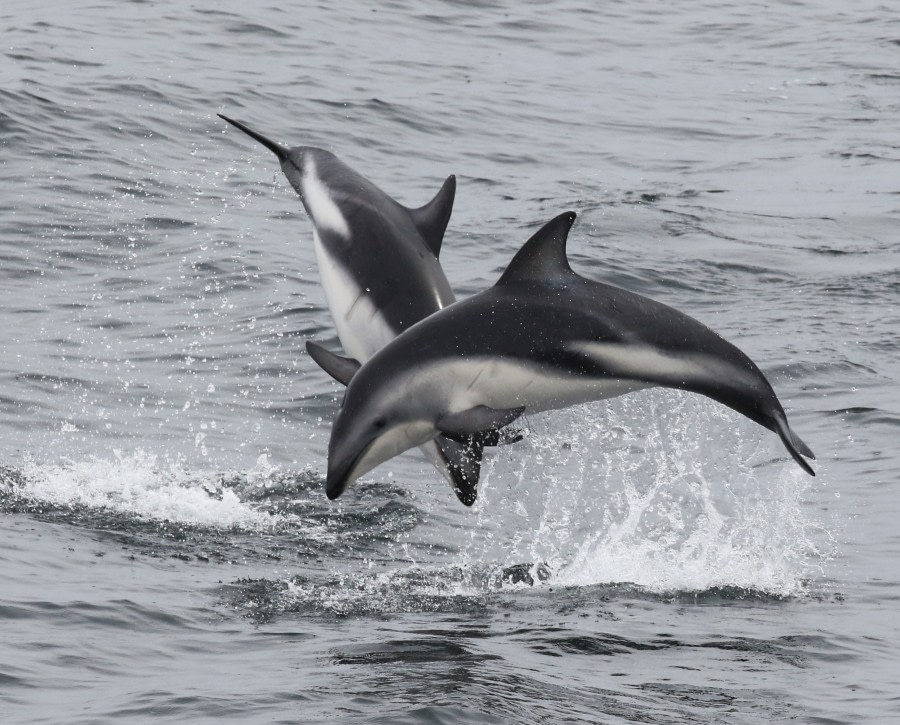 At Sea, Drake Passage