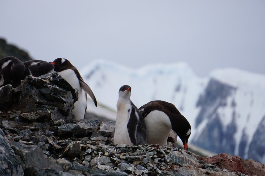 PLA29-20, Day 07, Danco, Orne, Day7_Liller_Steffi_gentoochick -Oceanwide Expeditions.JPG