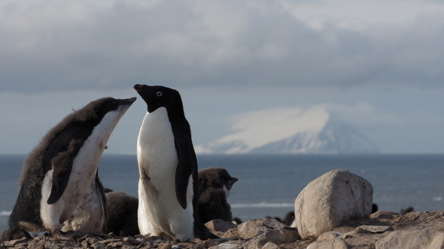 OTL27-20, 2020-02-01 (c) Christian Engelke P2010120 Cape Bird -Oceanwide Expeditions.JPG