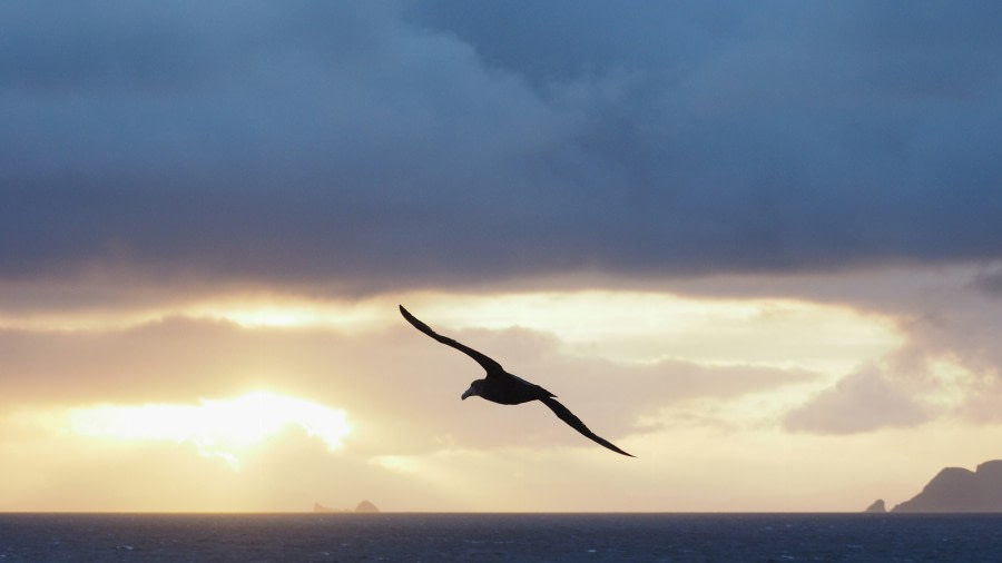 OTL27-20, 2020-01-15 (c) Christian Engelke P1150049 Off Cape Horn -Oceanwide Expeditions.JPG