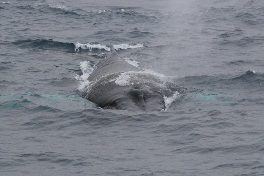 PLA29-20, Day 05, Eckener Point, Portal Point D5_RegisPerdriat (3) -Oceanwide Expeditions.jpg