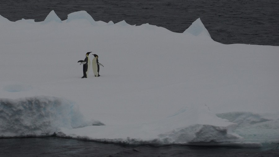 OTL27-20, 2020-01-26 (c) Christian Engelke P1261139 Bay of Whales -Oceanwide Expeditions.JPG