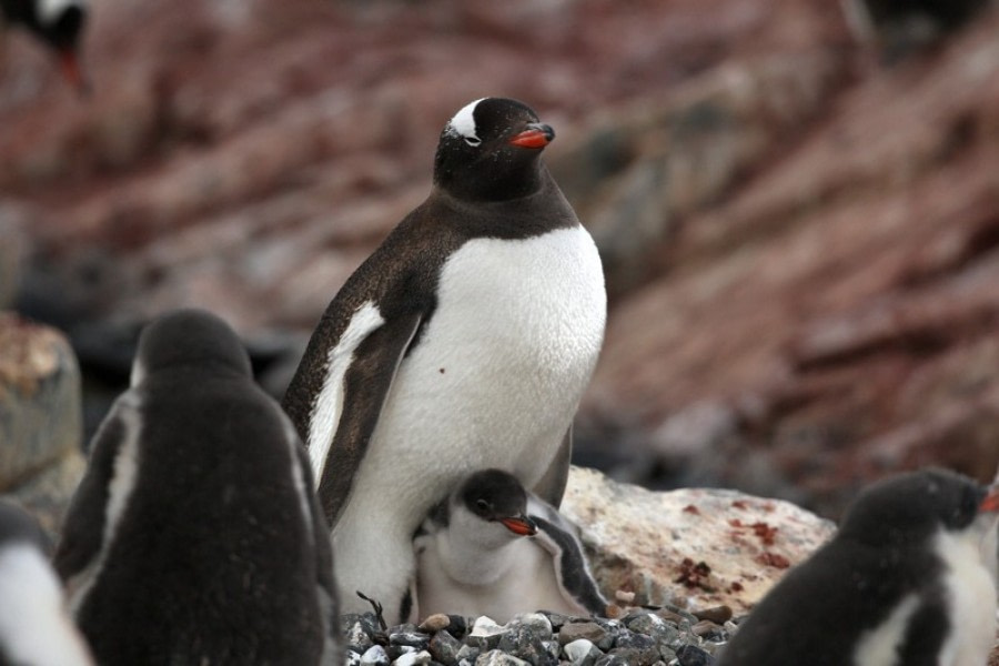 PLA29-20, Day 06, Cuverville, Stoney Point, D6_RegisPerdriat (11) -Oceanwide Expeditions.jpg