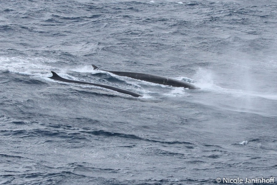 PLA28-20, DAY 06, 20200124-Finwhale_2 -Oceanwide Expeditions.jpg