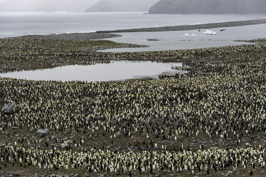 St. Andrews Bay – Grytviken