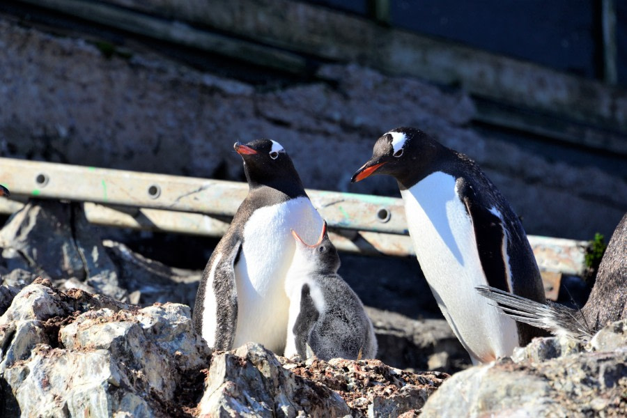 OTL27-20, 20200117-Gary Miller-Vernadsky-Gentoo family -Oceanwide Expeditions.jpg