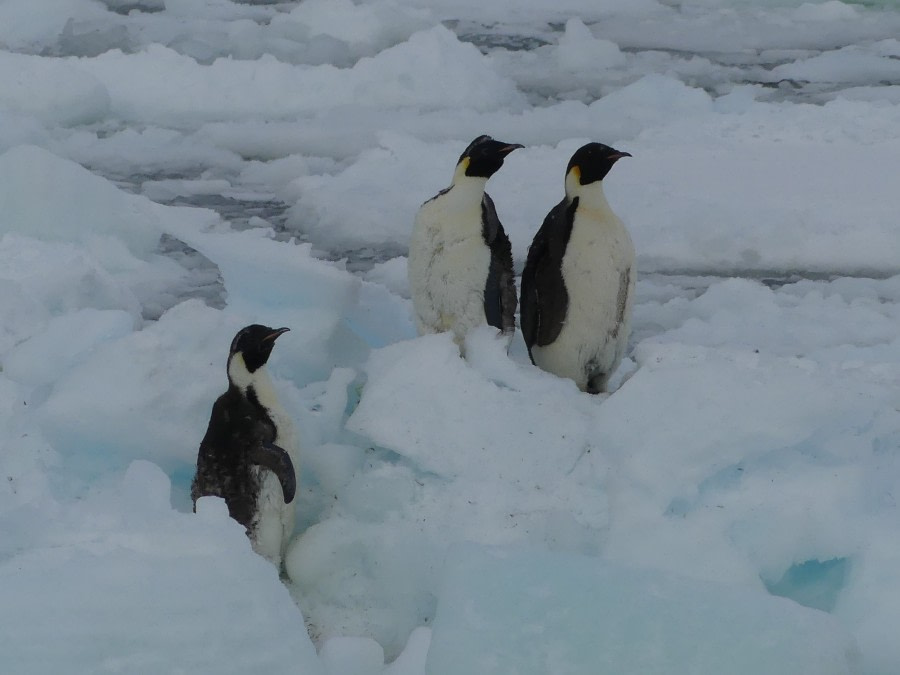 OTL27-20, Three Emperor penguins, Victoria Salem -Oceanwide Expeditions.JPG