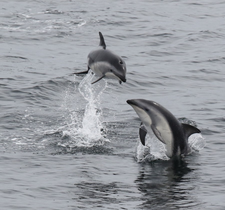 HDS27a-20, DAY 10 Peale'sDolphins_16Jan2020a - Oceanwide Expeditions.jpg