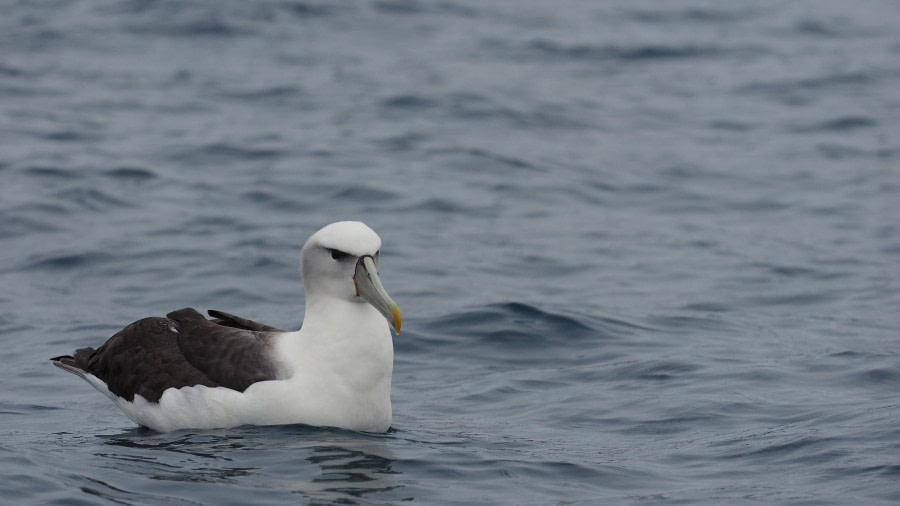 OTL27-20, 2020-02-14 (c) Christian Engelke P2131845 The Snares -Oceanwide Expeditions.JPG