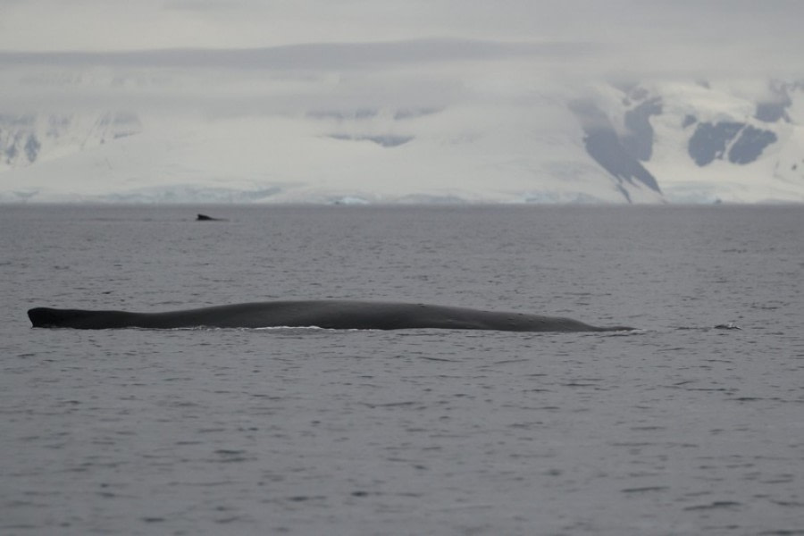 PLA29-20, Day 07, Danco, Orne, D7_RegisPerdriat (33) -Oceanwide Expeditions.jpg