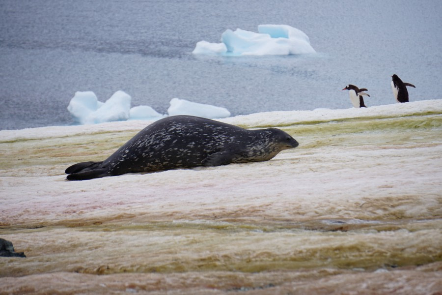 PLA29-20, Day 07, Danco, Orne, Day7_Liller_Steffi_wedellseal -Oceanwide Expeditions.JPG