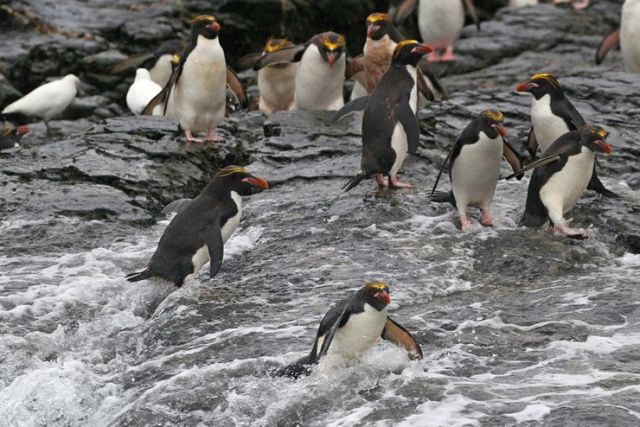 Rookery Point – Godthul