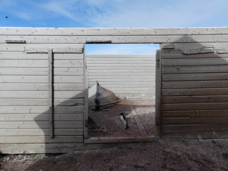 OTL27-20, Cape Adare, Storage hut opposite, Victoria Salem -Oceanwide Expeditions.JPG