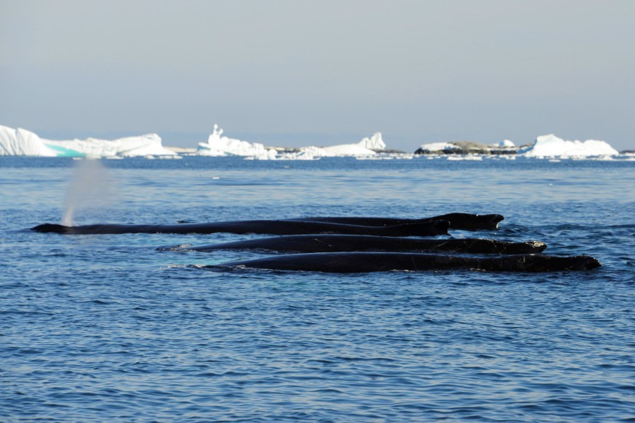 OTL27-20, 20200117-Gary Miller-Vernadsky-Four humpbacks -Oceanwide Expeditions.jpg