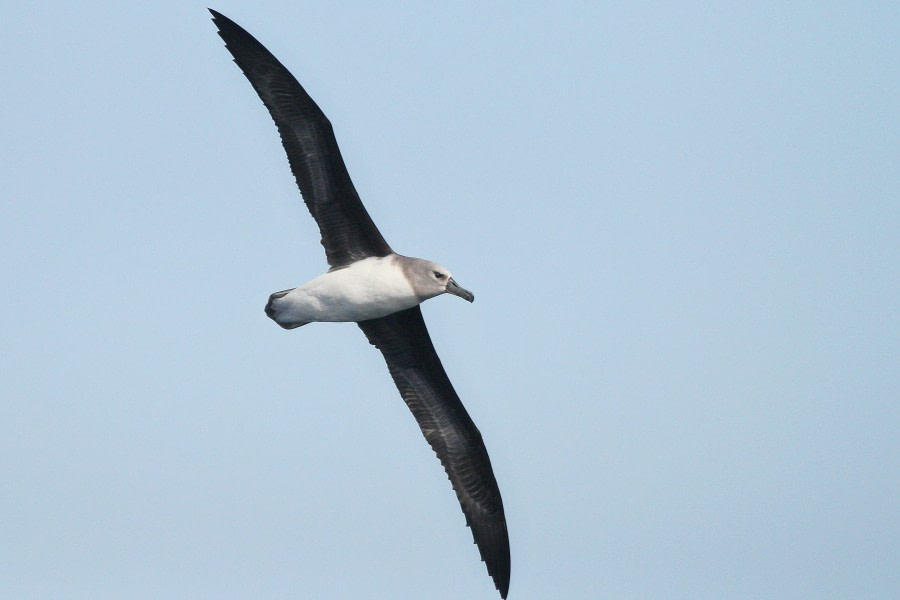 Auf See Richtung Falkland Inseln