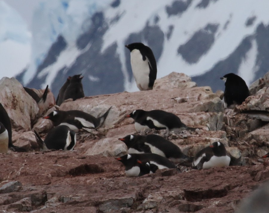 HDS27a-20, DAY 06 Day 6 - Port Charcot - Adelie, chin and gentoo nesting together - Oceanwide Expeditions.jpg
