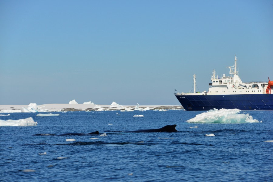 OTL27-20, 20200117-GDM-Humpbacks and Ortelius -Oceanwide Expeditions.jpg