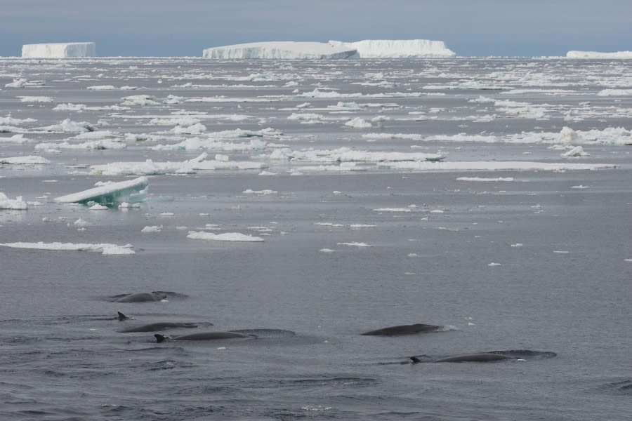 OTL27-20, 2020-02-06 (c) Christian Engelke P2061403 Robertson Bay -Oceanwide Expeditions.JPG